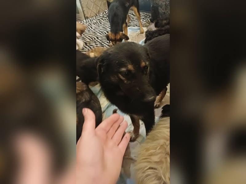 AMAYA - "Für- immer- Zuhause "gesucht