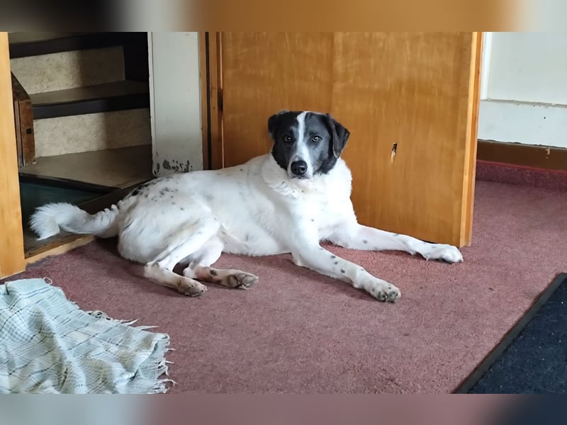 DANTE sucht sein "Für- immer- Zuhause"