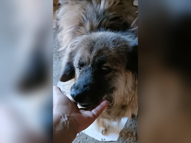 LISA wartet auf ihre Menschen...