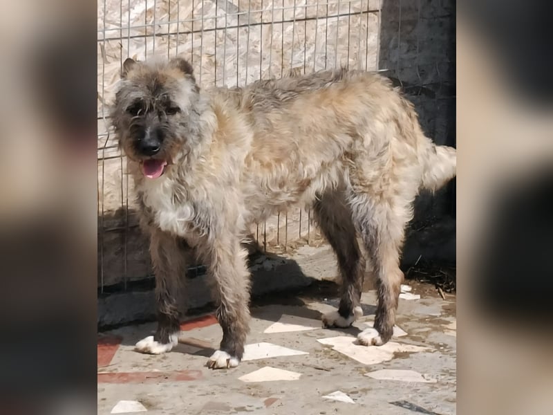 DULCE - die "Süsse" sucht ihren Platz für's Leben