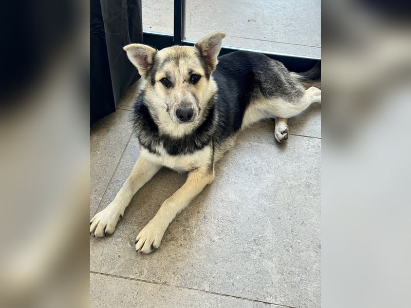 MALAIKA - manche Engel haben Flügel