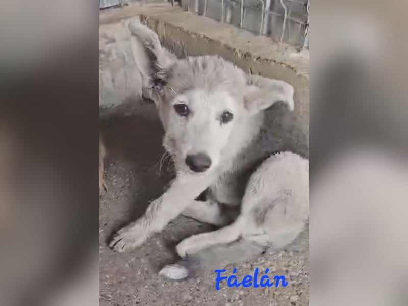 FÁELÁN - der " kleine Wolf " sucht sein Rudel...