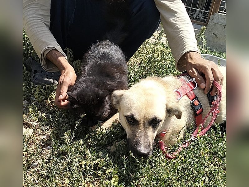 MAXI sucht Familienanschluss