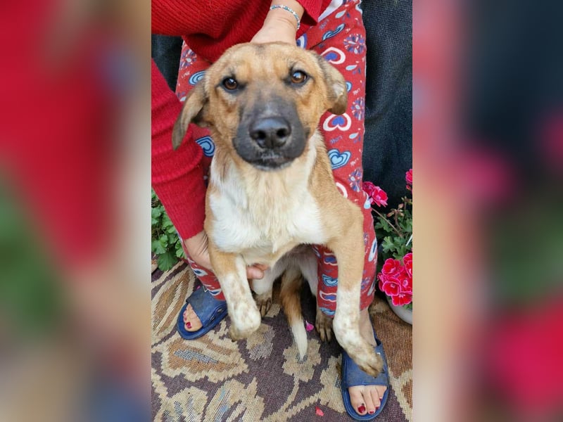 Merry - sucht ihr Zuhause