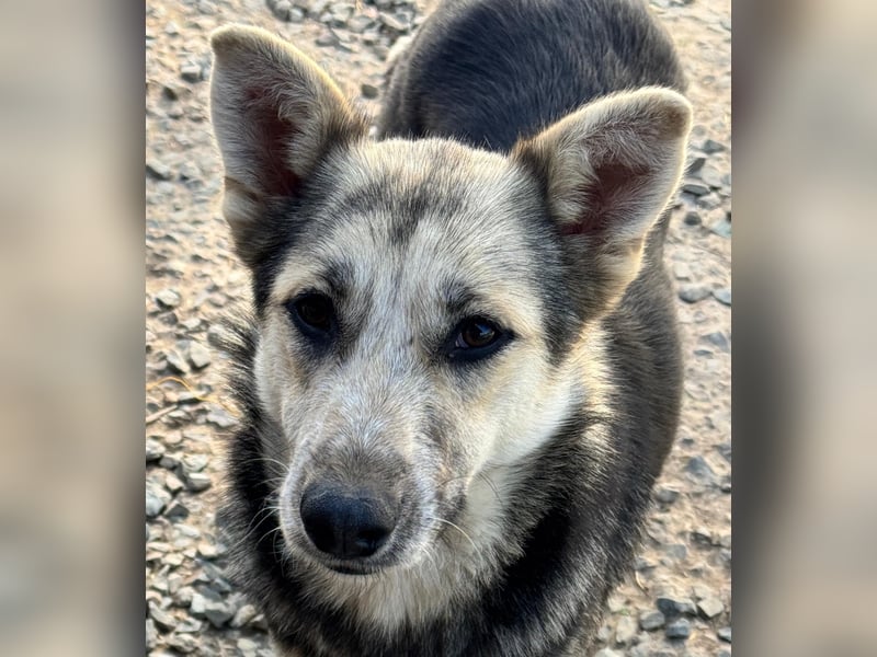 MALAIKA - manche Engel haben Flügel