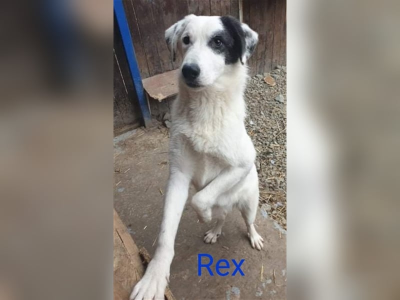 Rex