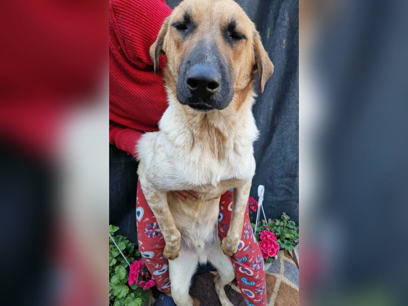 LUC - sucht seine Menschen