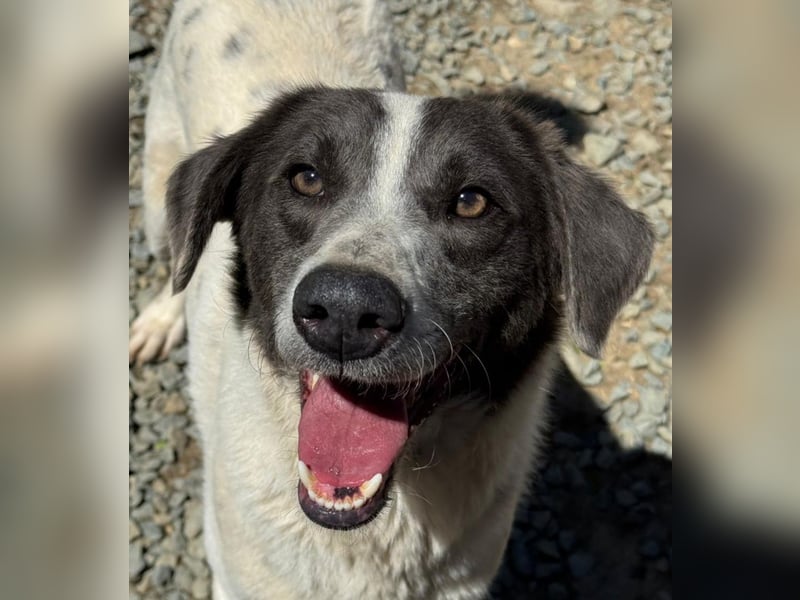 DANTE sucht sein "Für- immer- Zuhause"