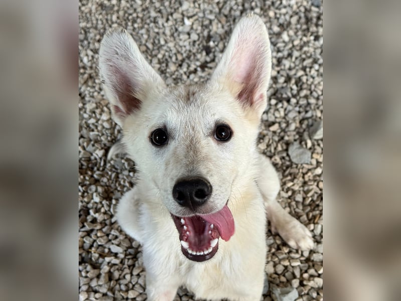 FÁELÁN - der " kleine Wolf " sucht sein Rudel...