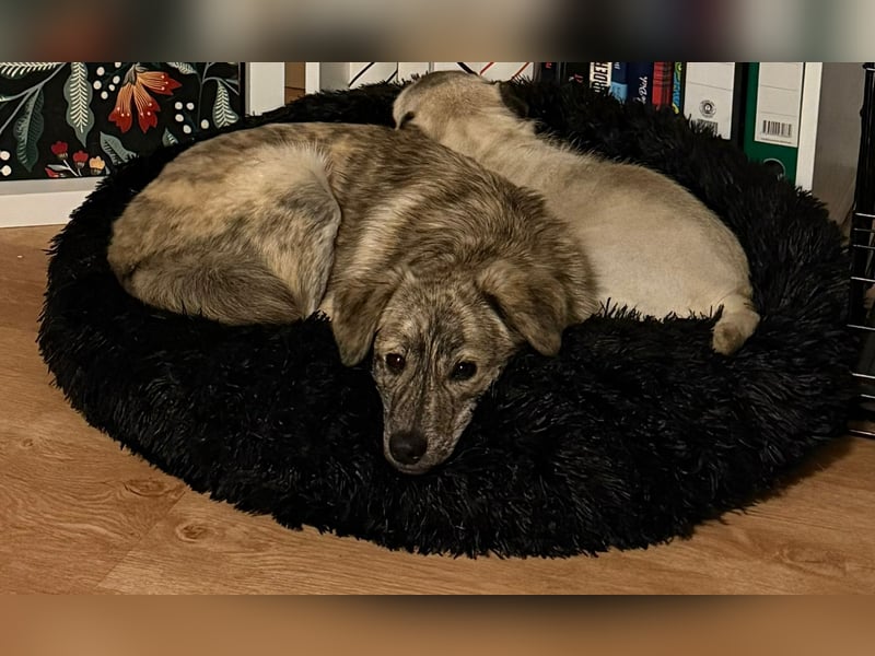 Max braucht dringend ein neues Zuhause