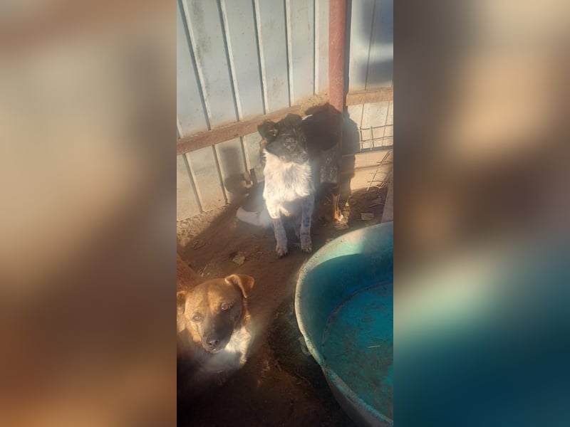 HELI sucht ihre Familie