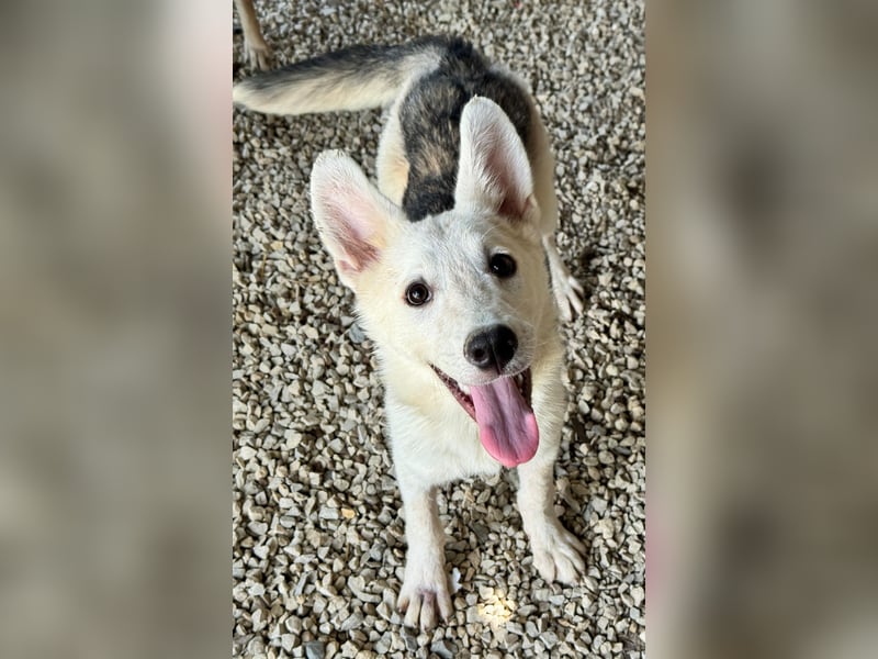 FÁELÁN - der " kleine Wolf " sucht sein Rudel...