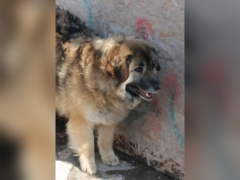 LISA wartet auf ihre Menschen...