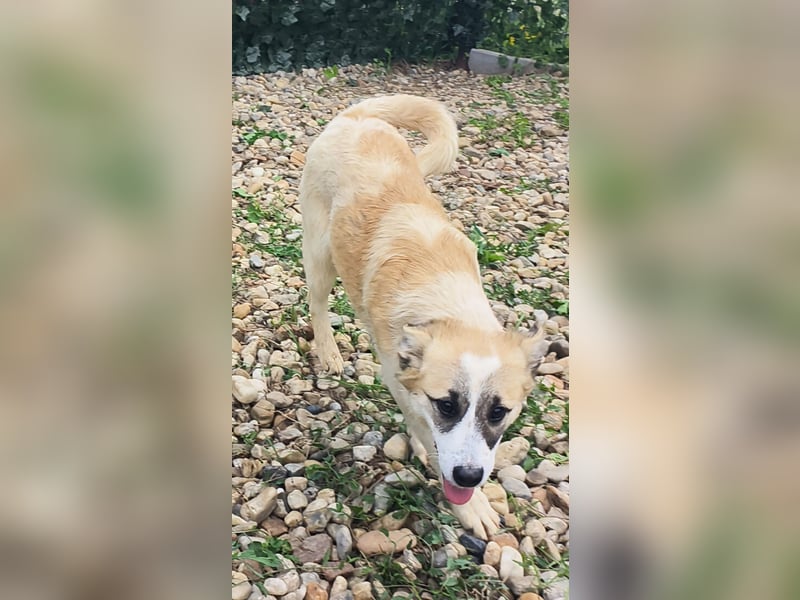 LEILA sucht eine Familie