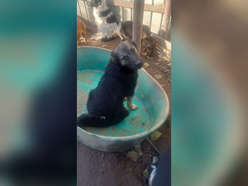 AMAYA - "Für- immer- Zuhause "gesucht