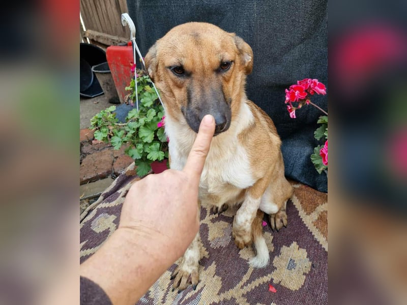 Merry - sucht ihr Zuhause