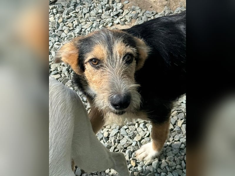 MINNIE - Lebensfreude auf Pfoten ...