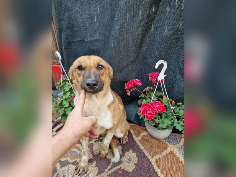 Merry - sucht ihr Zuhause