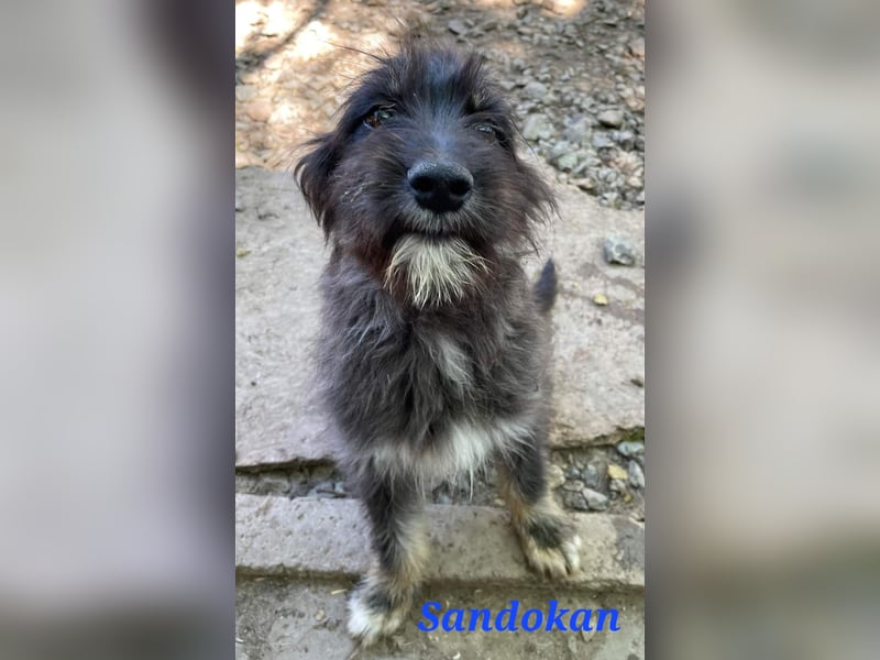 SANDOKAN - ein Wuschel sucht seine Familie