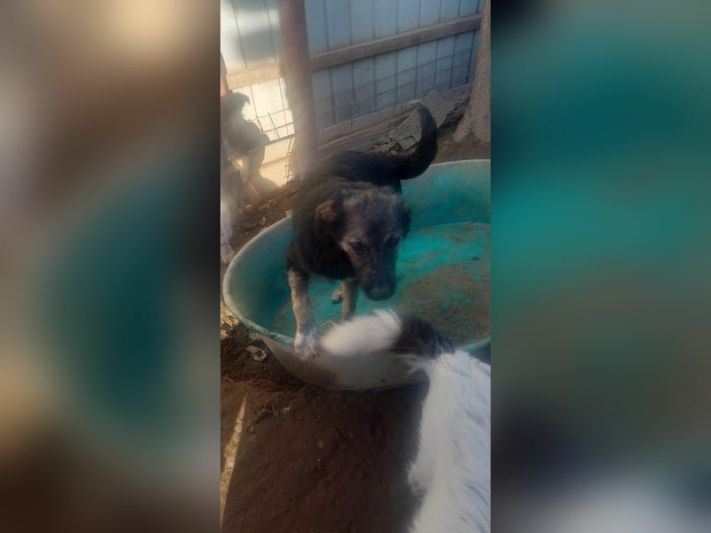 AMAYA - "Für- immer- Zuhause "gesucht