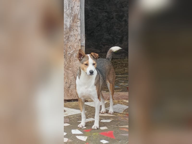 AMY - hätte gerne eine Chance...