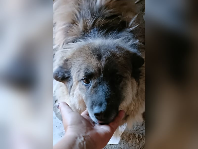 LISA wartet auf ihre Menschen...