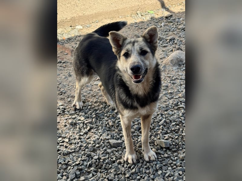 MALAIKA - manche Engel haben Flügel