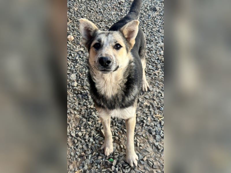 MALAIKA - manche Engel haben Flügel