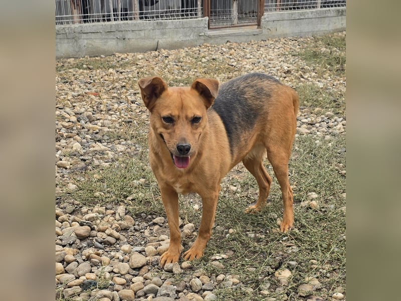 CREAMY wartet auf ihre Menschen