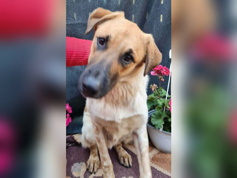 LUC - sucht seine Menschen