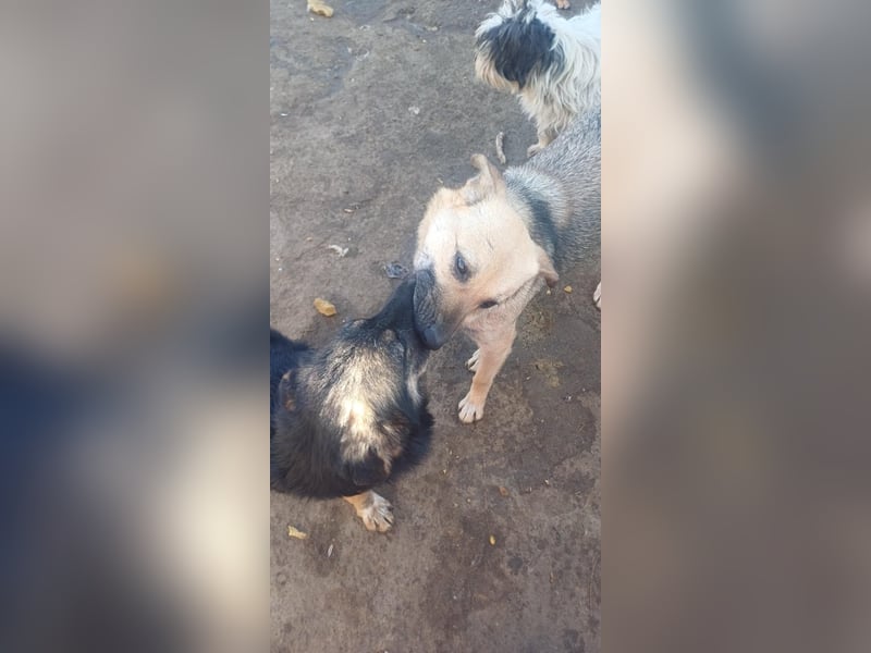 AMAYA - "Für- immer- Zuhause "gesucht