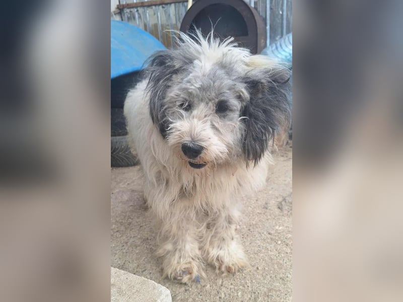 LARIS - ein Wuschel sucht seinen Platz für's Leben