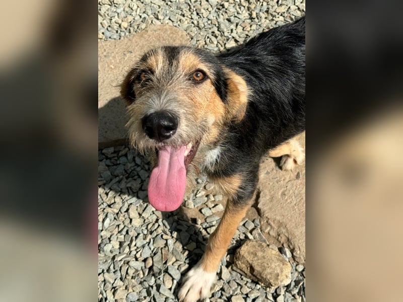 MINNIE - Lebensfreude auf Pfoten ...