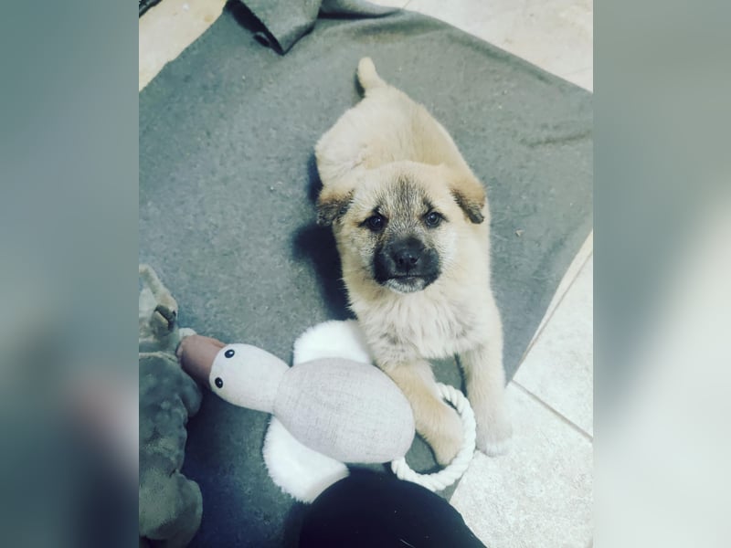 Lusi - Hundekind sucht seine Familie