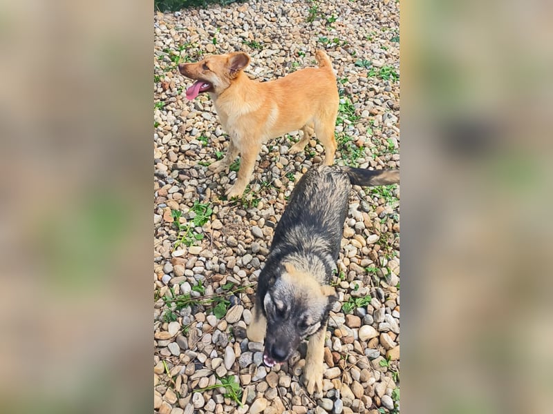 PEANUT - sucht sein " Für-immer- Zuhause"