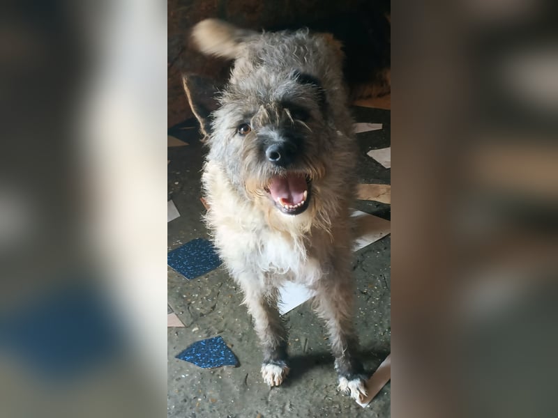 DULCE - die "Süsse" sucht ihren Platz für's Leben