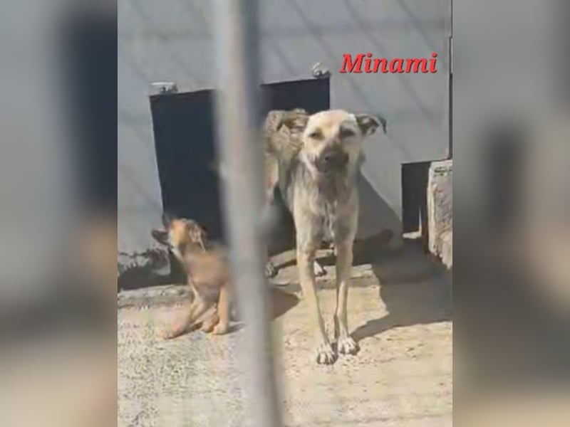 MINAMI - so freundlich und doch wird sie immer übersehen