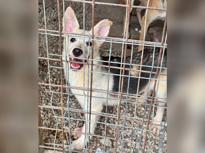 FÁELÁN - der " kleine Wolf " sucht sein Rudel...