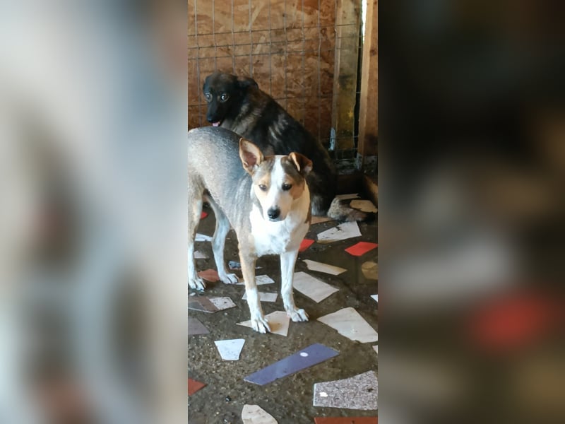 AMY - hätte gerne eine Chance...