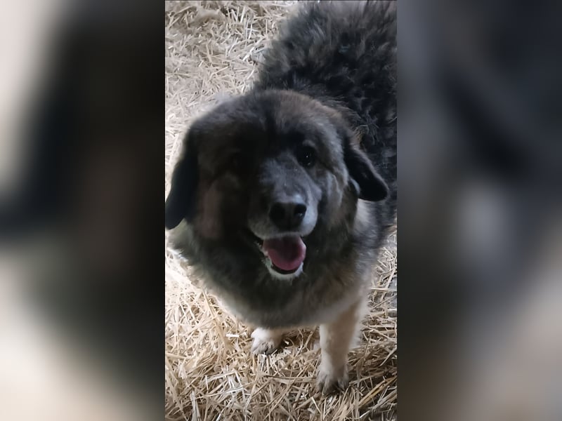 LISA wartet auf ihre Menschen...