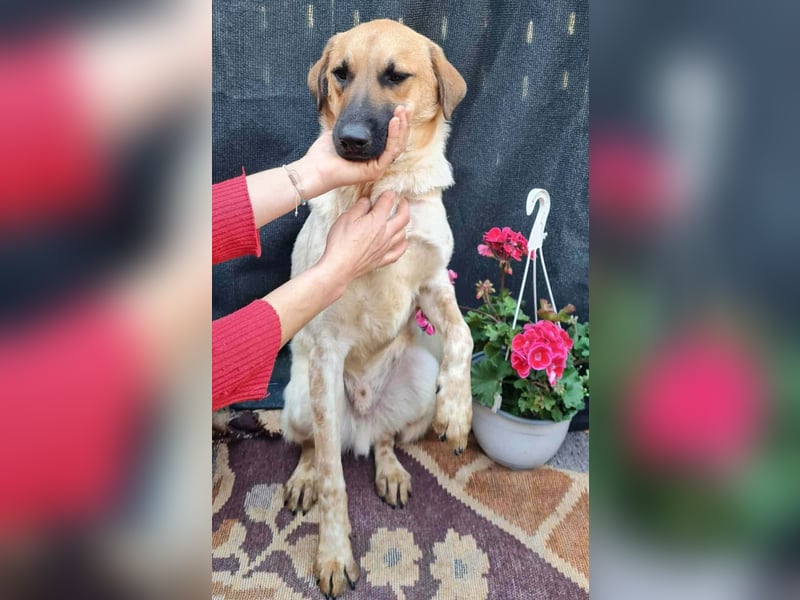 LUC - sucht seine Menschen