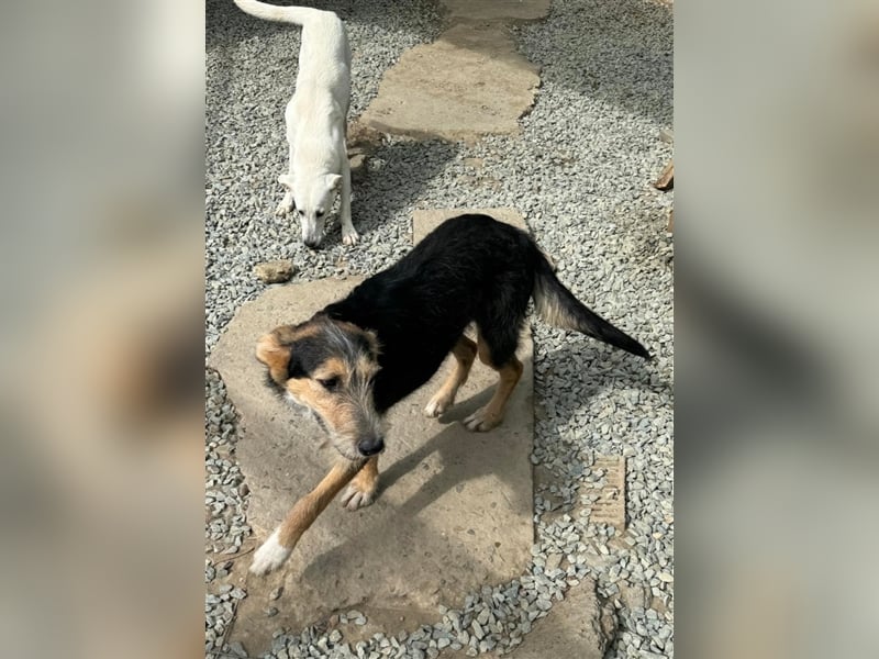 MINNIE - Lebensfreude auf Pfoten ...