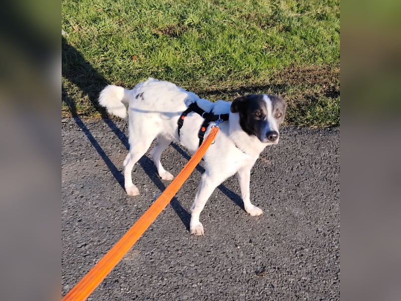 DANTE sucht sein "Für- immer- Zuhause"