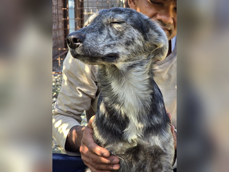 Max braucht dringend ein neues Zuhause