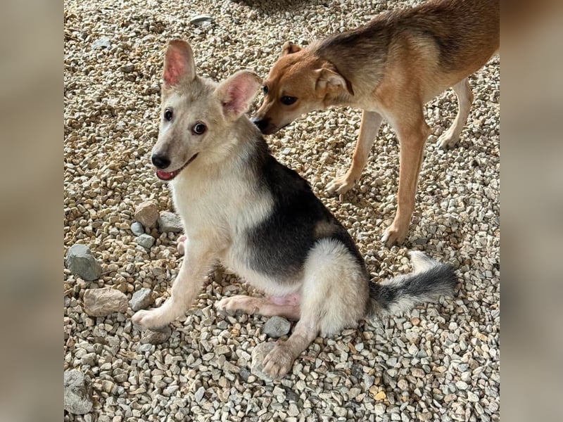 FÁELÁN - der " kleine Wolf " sucht sein Rudel...