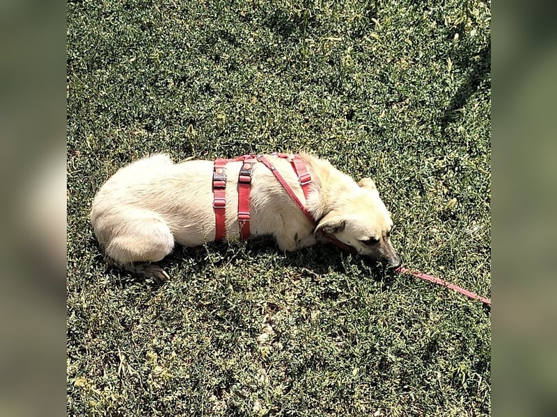 MAXI sucht Familienanschluss