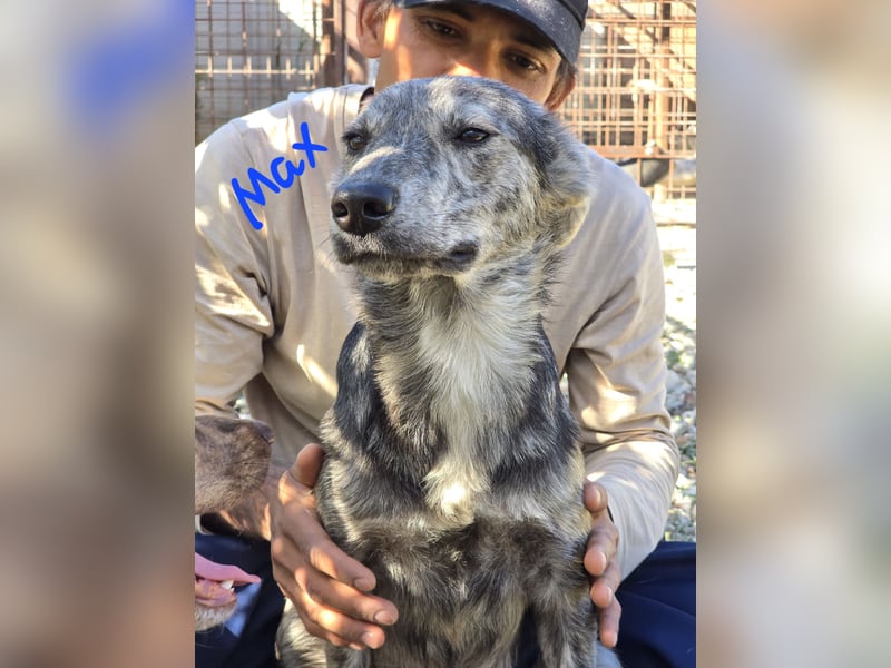 Max braucht dringend ein neues Zuhause