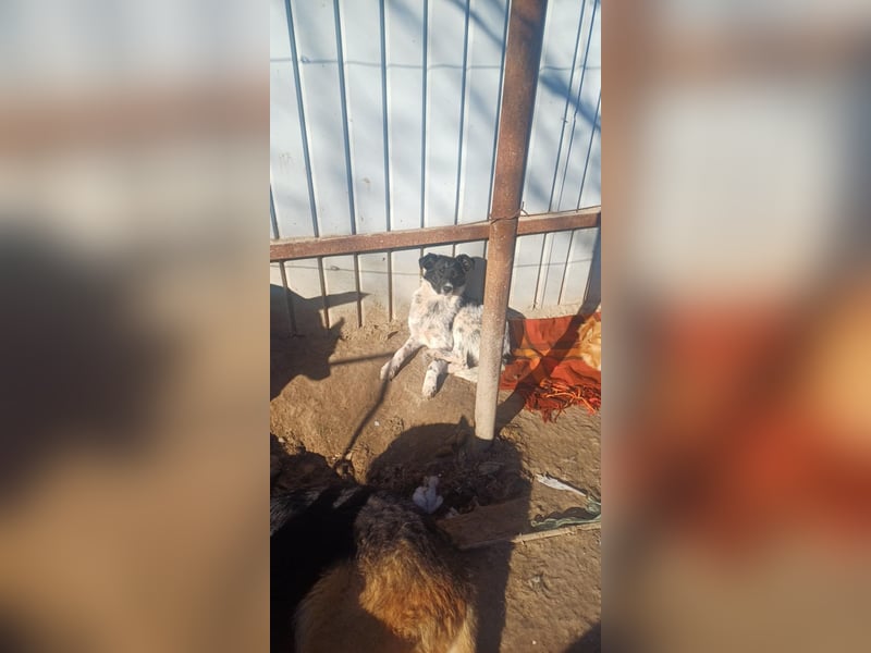 HELI sucht ihre Familie