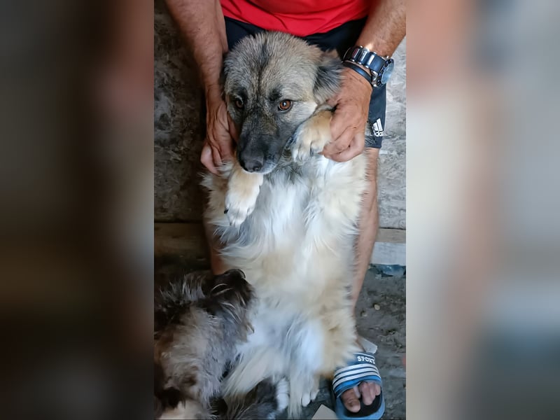 LISA wartet auf ihre Menschen...