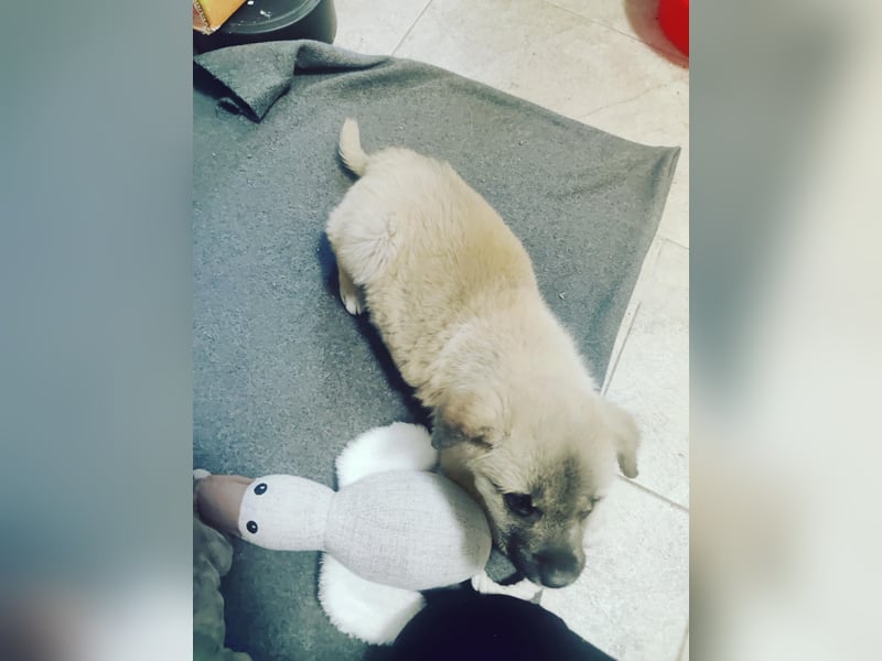 Lusi - Hundekind sucht seine Familie